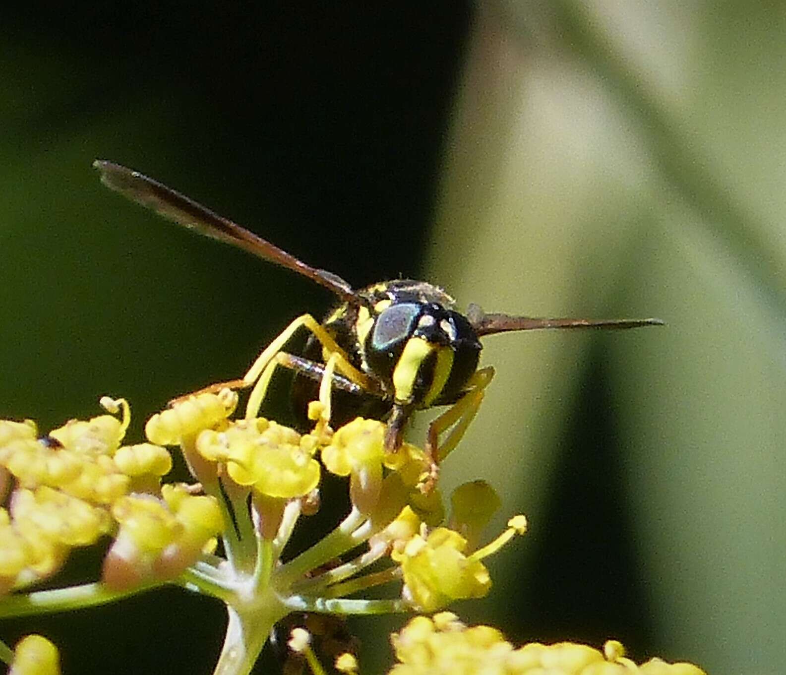 Image de Chrysotoxum bicinctum (Linnaeus 1758)