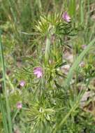 Plancia ëd Geranium dissectum L.