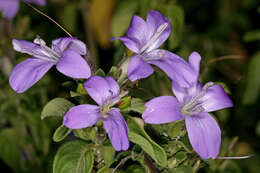 Imagem de Barleria obtusa Nees