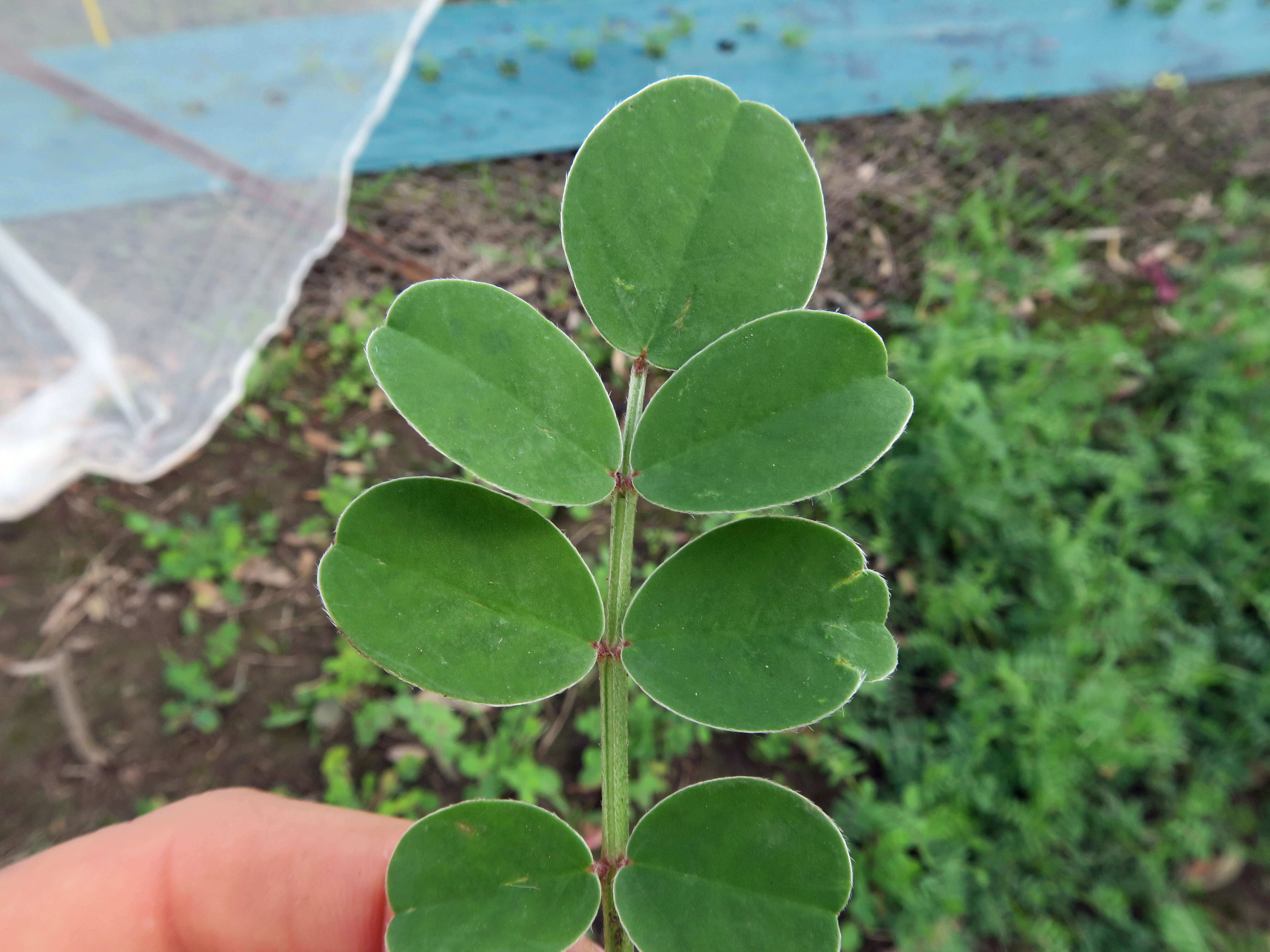 Plancia ëd Hedysarum coronarium L.