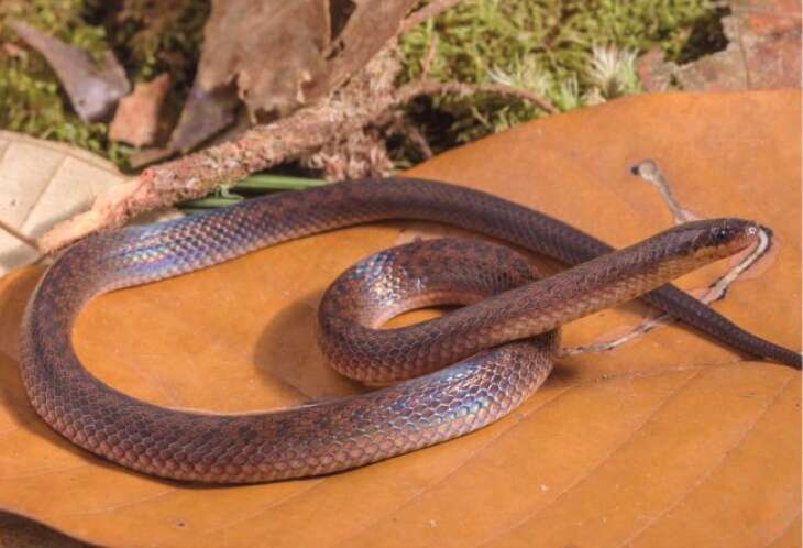 Image of Rivero's Ground Snake