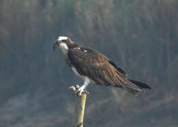 Image of ospreys