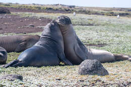 Image of South Atlantic Elephant-seal