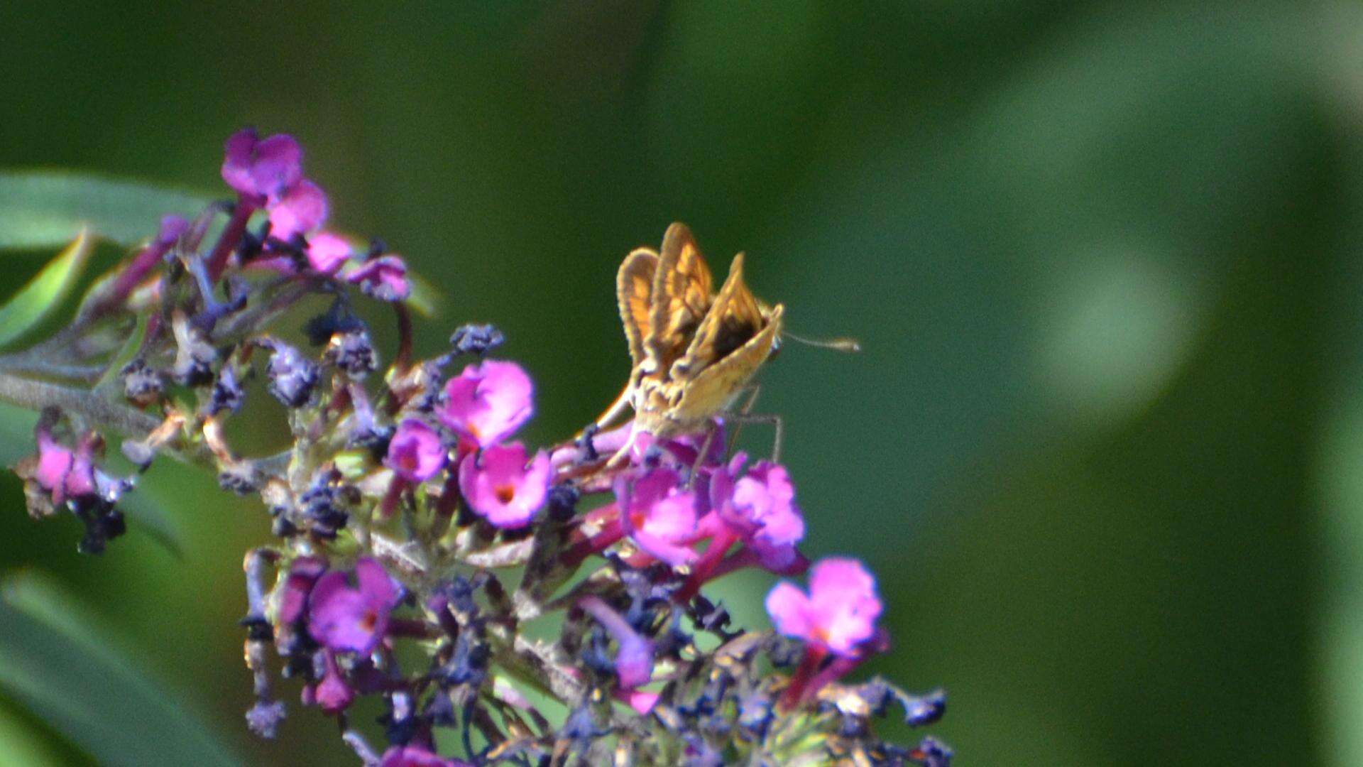 Image de Hylephila phyleus