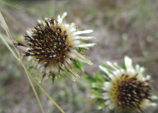 Image of carline thistle