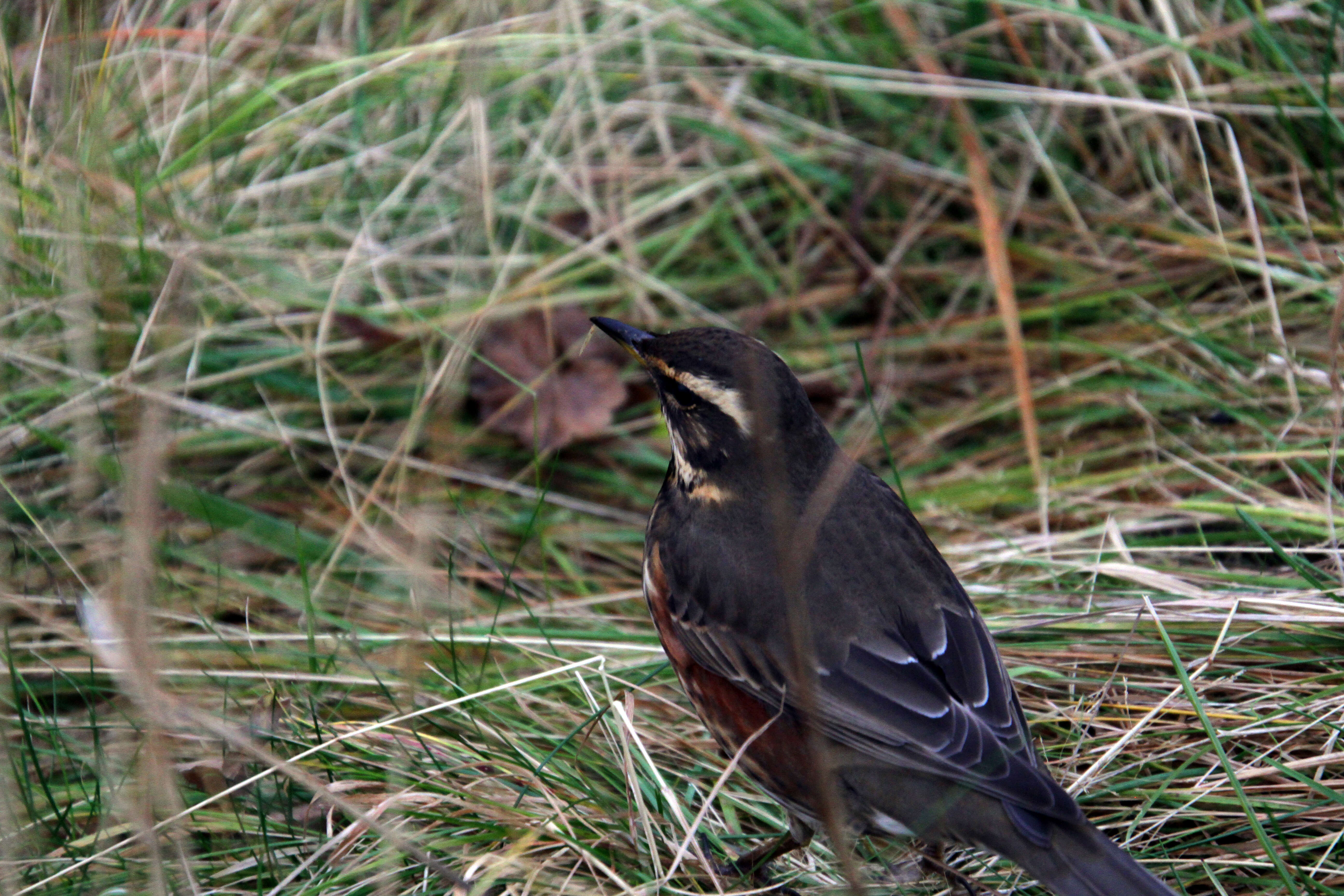 Image of Redwing