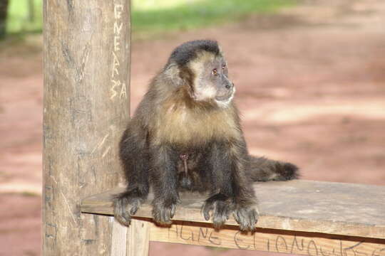 Image of Black Capuchin