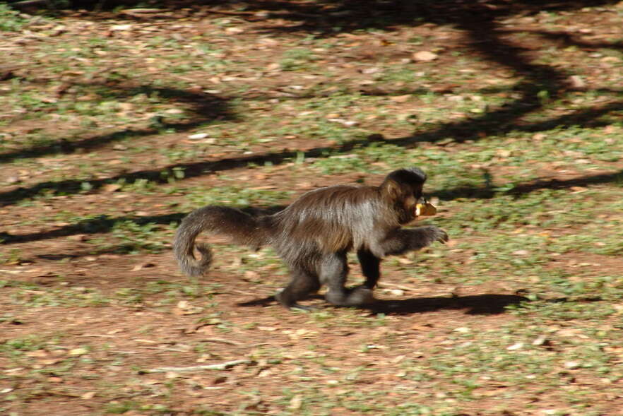 Image of Black Capuchin