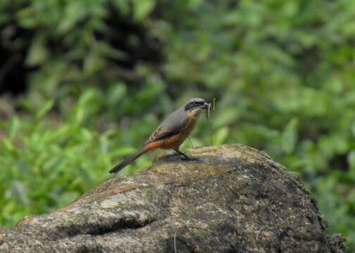 Image of Grey-backed Shrike