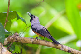 Image of Black-winged Monarch