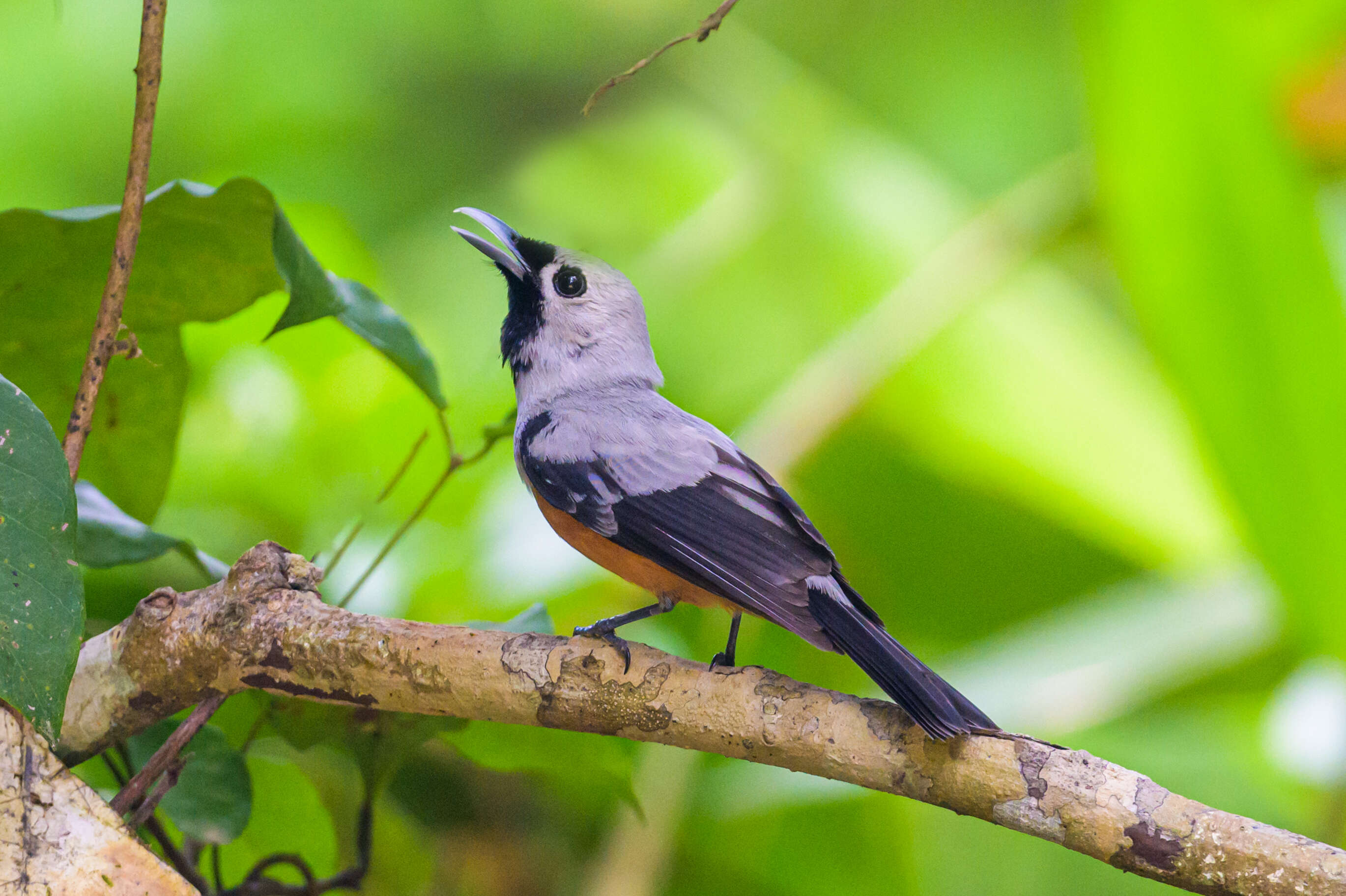 Image of Black-winged Monarch