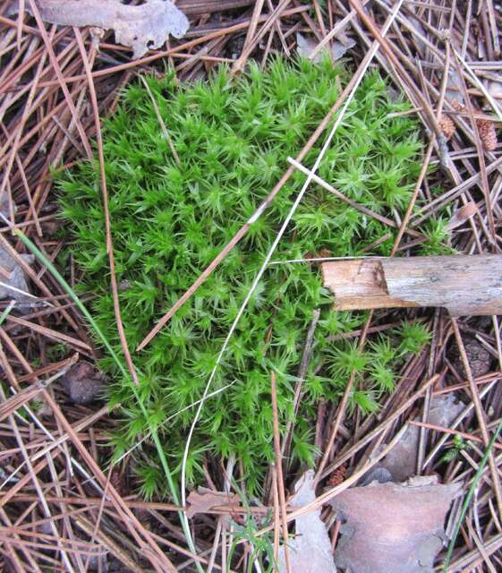 Image of horn calcareous moss