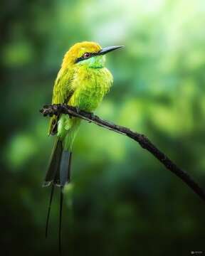 Image of Asian Green Bee-eater