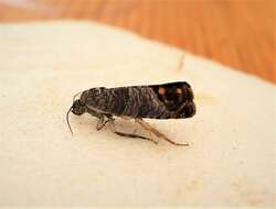 Image of codling moth