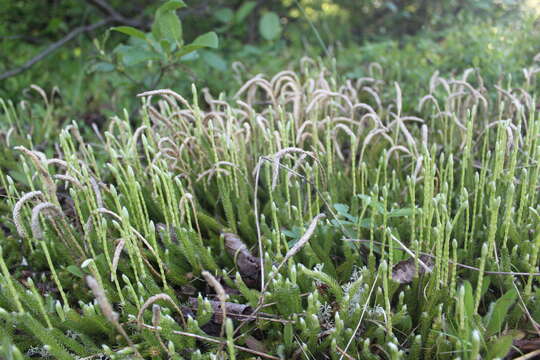 Image of one-cone clubmoss