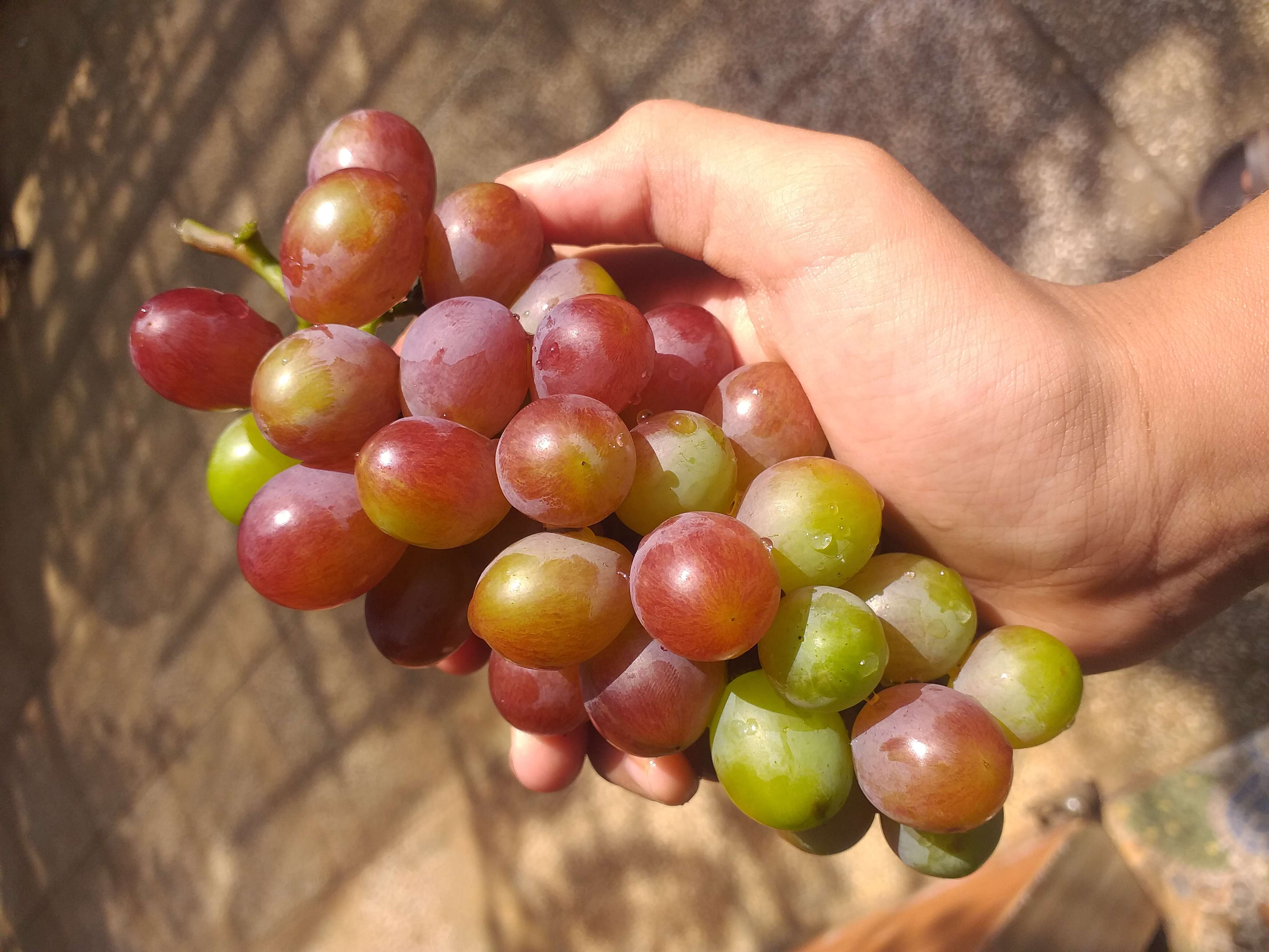 Image of grape