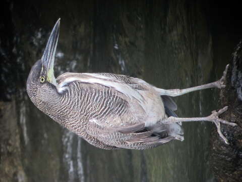 Image of Fasciated Tiger Heron