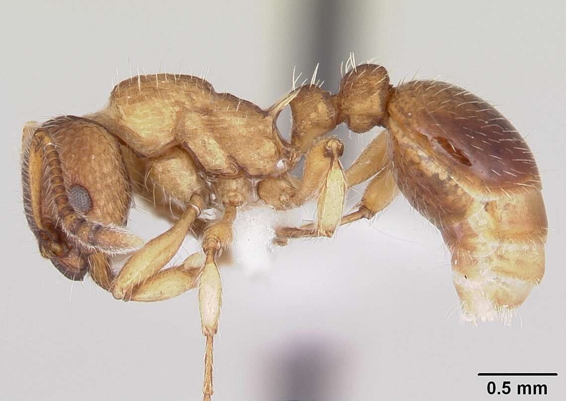 Image of Myrmica pinetorum Wheeler 1905