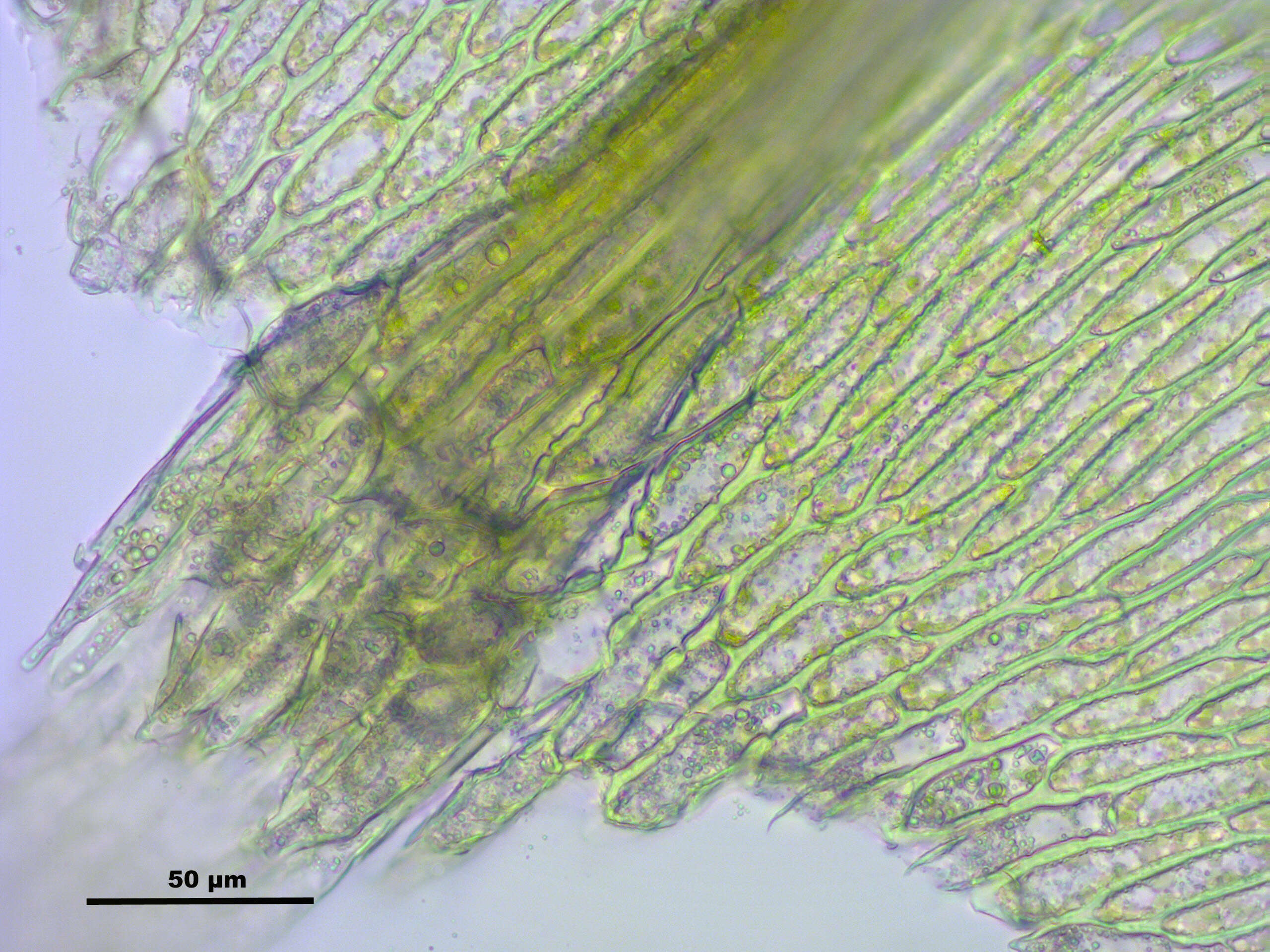 صورة Brachythecium salebrosum W. P. Schimper ex B. S. G. 1853