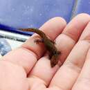 Sphaerodactylus inigoi的圖片