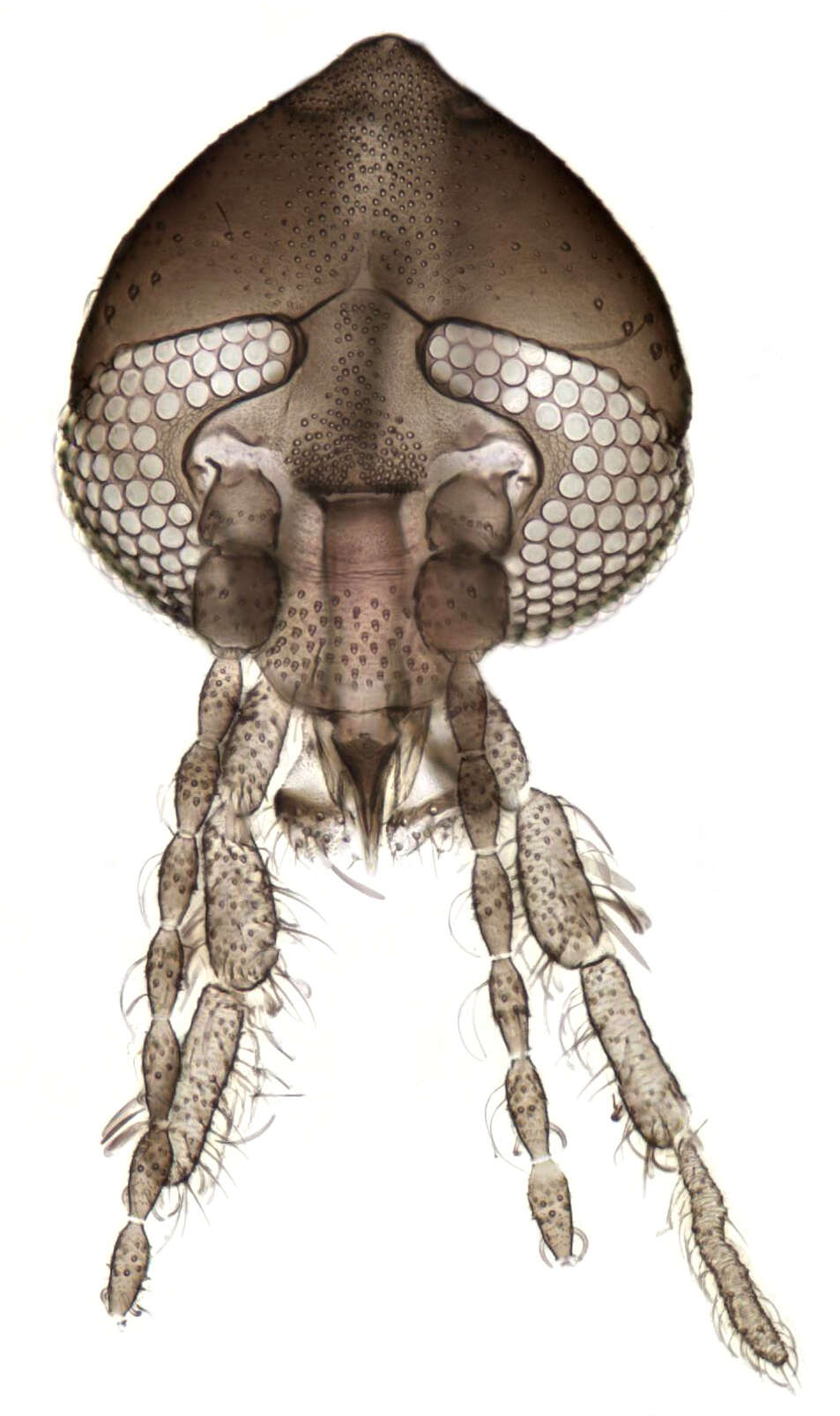 Image of moth flies and sand flies