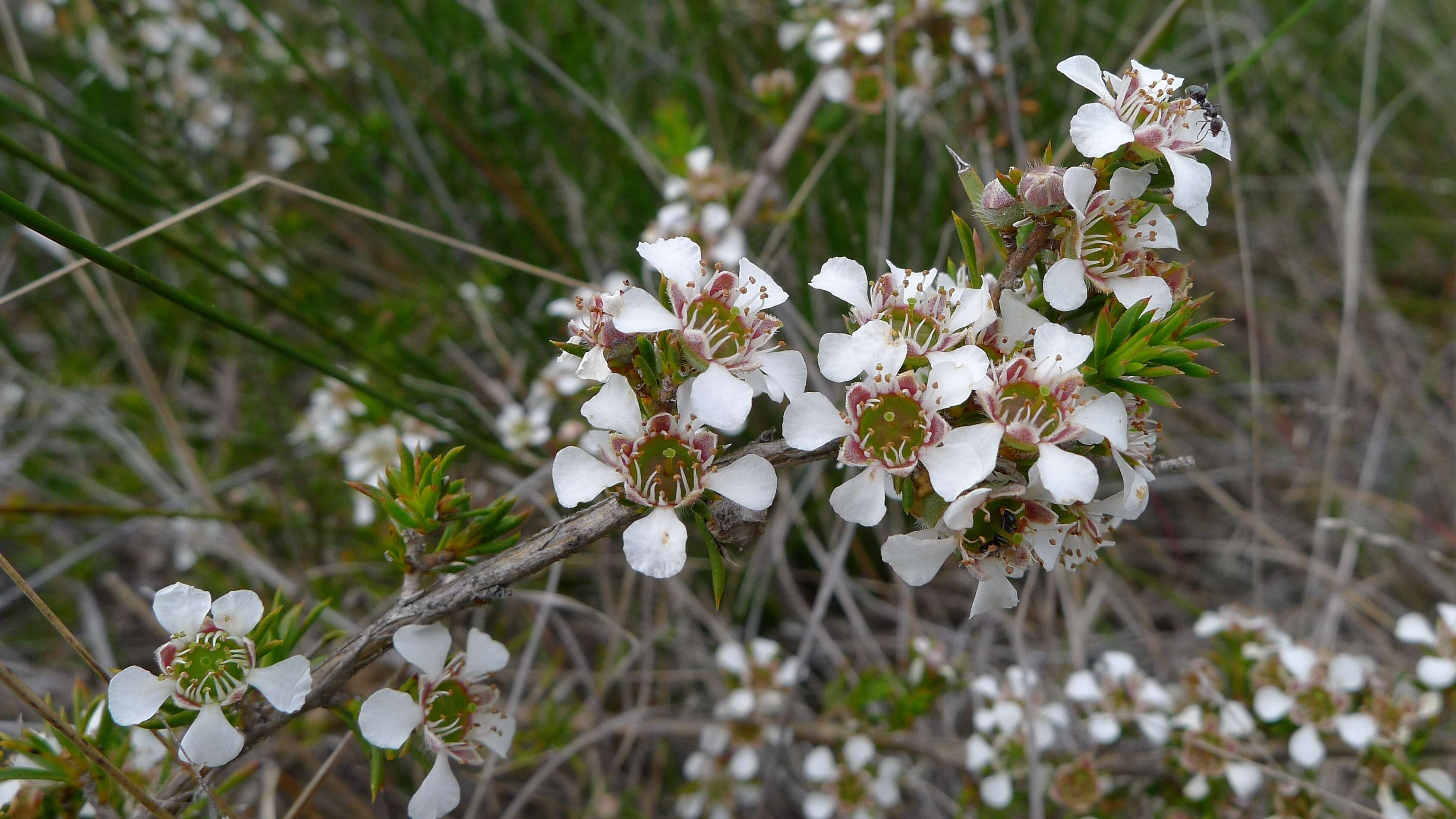 Image of Leptospermum arachnoides Gaertner