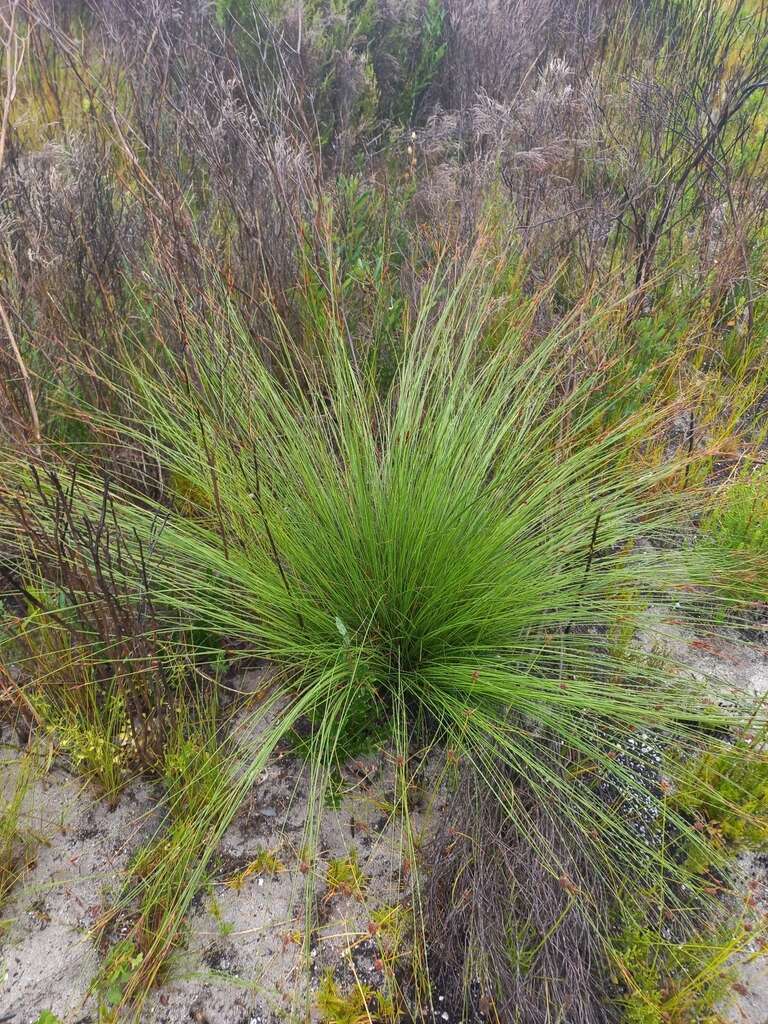 Image of bog-rush