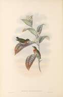 Image of Olive-crowned Flowerpecker