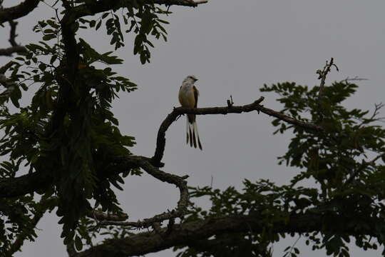 Image of Scissor-tailed Flycatcher