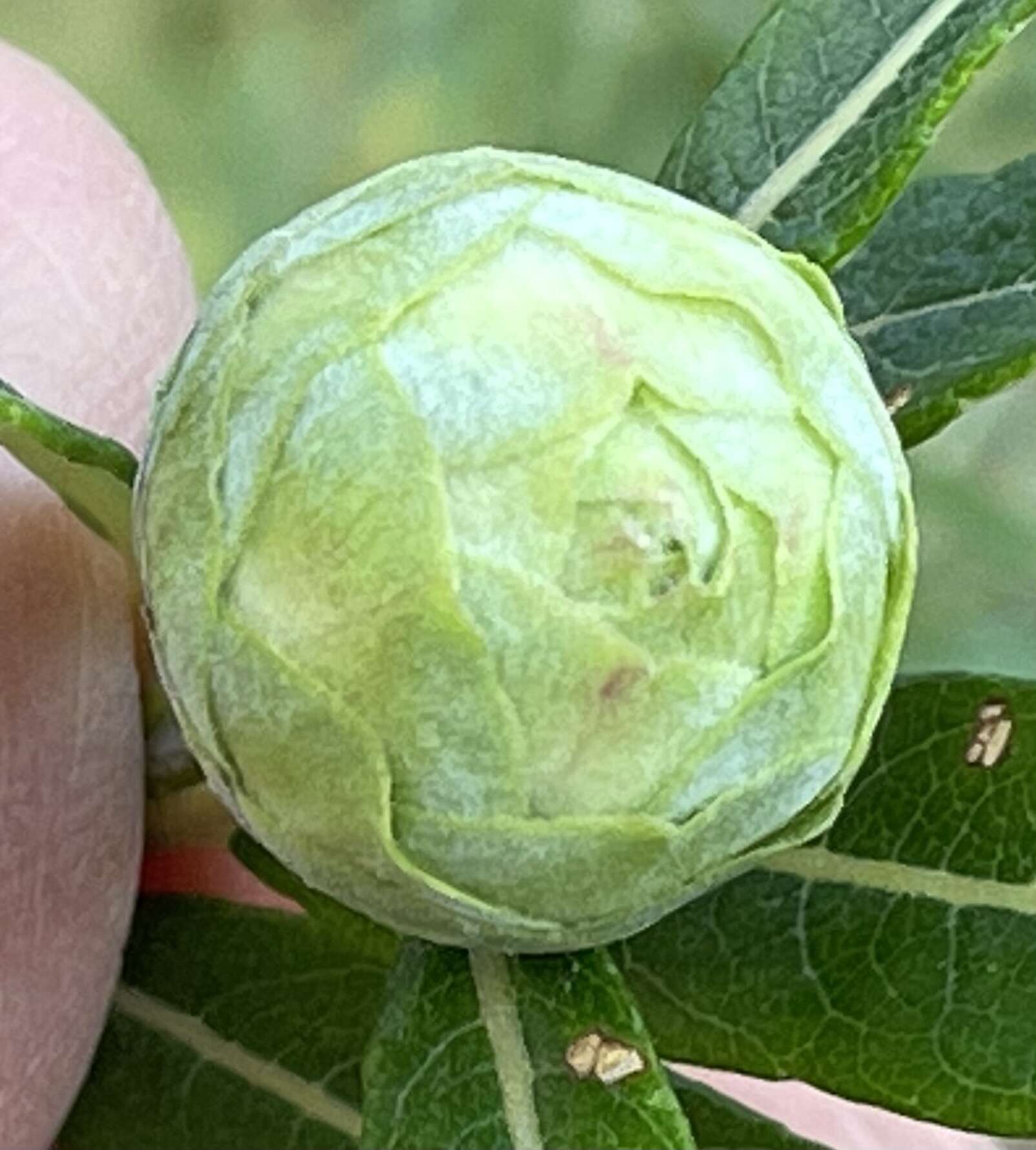 Image of Willow Pinecone Gall Midge