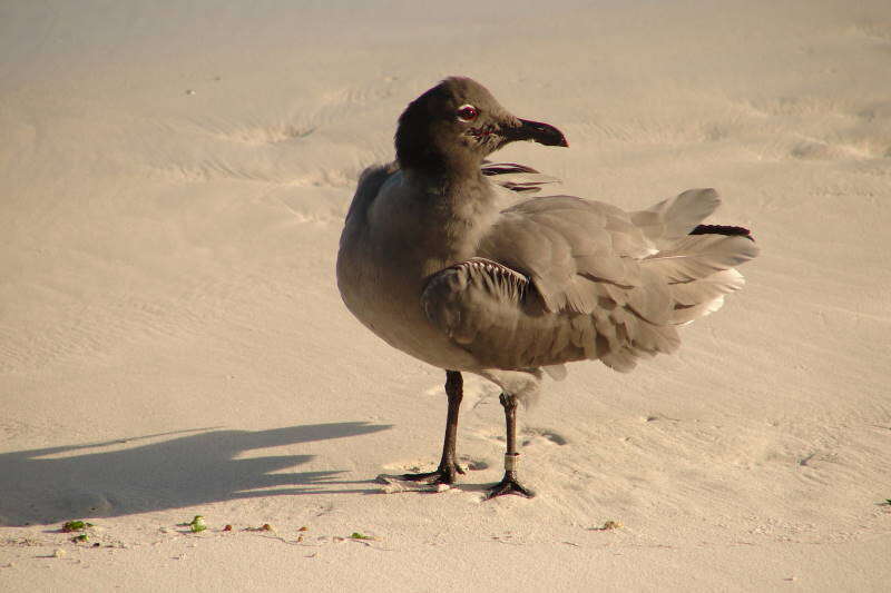 Image of Lava Gull