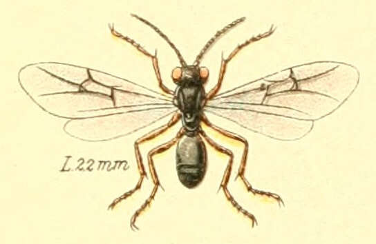 Image of Diastrophus rubi (Bouché 1834)