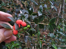 Image of Chain Fruit