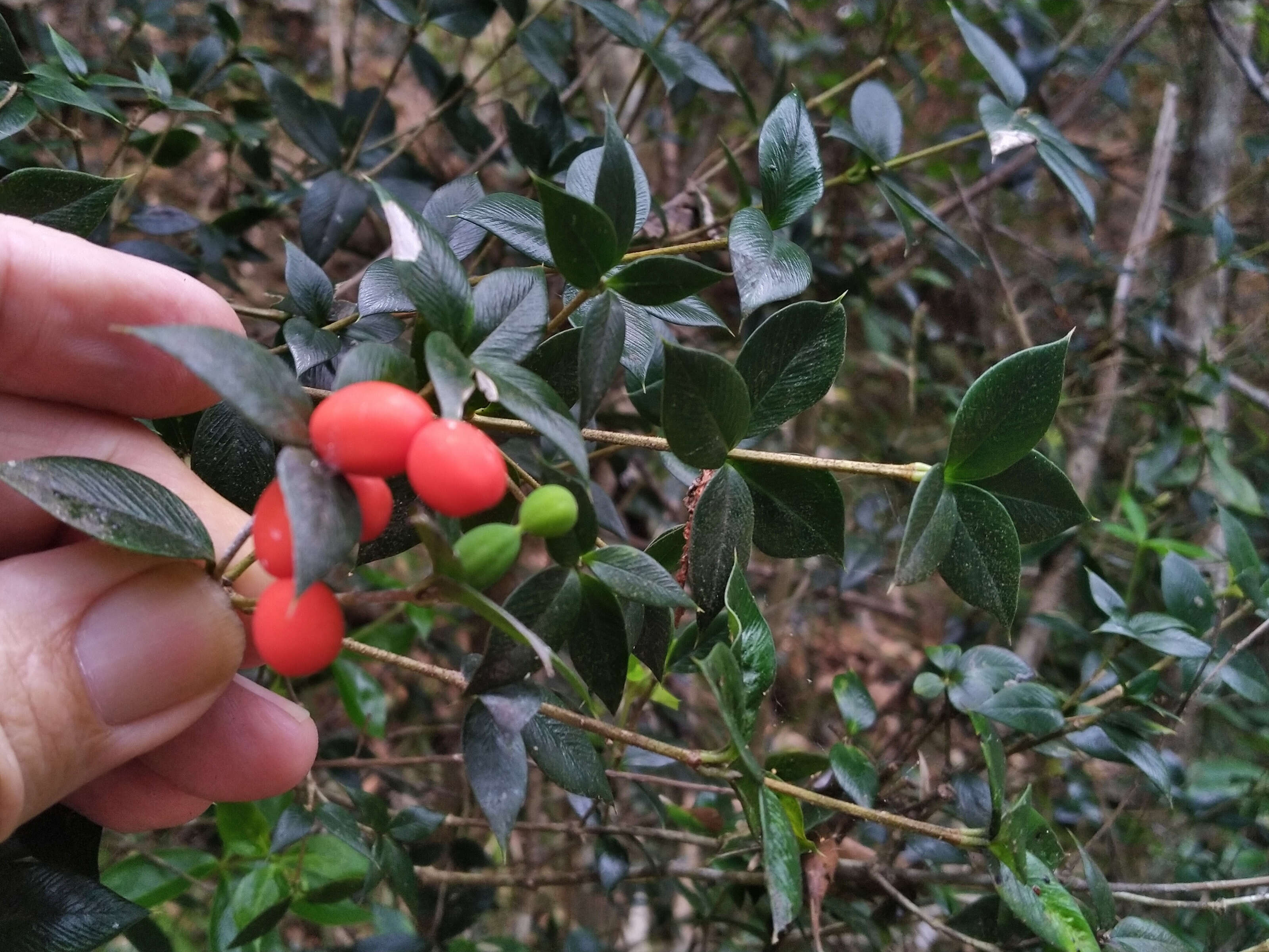 Image of Chain Fruit