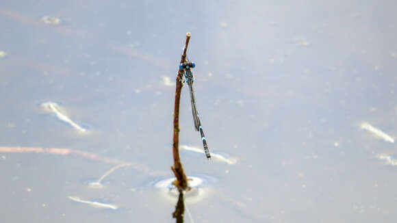 Image of Dune Ringtail