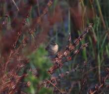 Image of Sedge Warbler