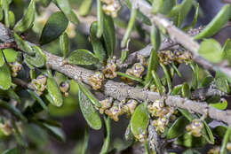 Image of Melicytus alpinus (Kirk) P. J. Garnock-Jones