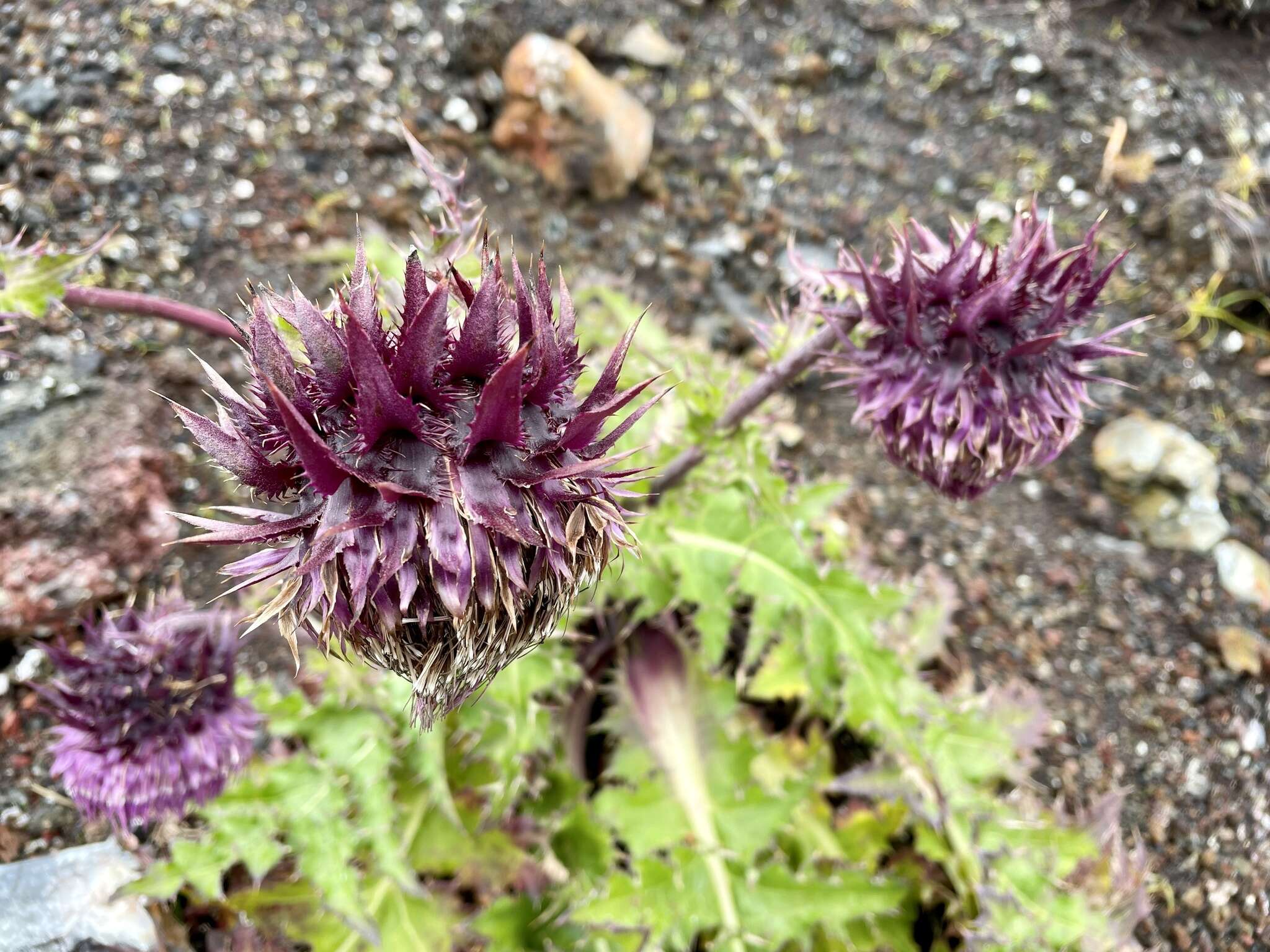 Imagem de Cirsium purpuratum (Maxim.) Matsum.