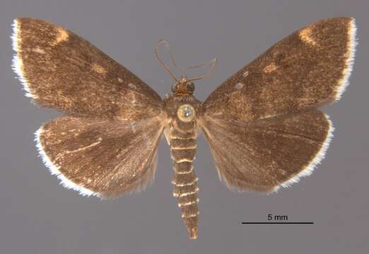 Image of White-fringed Pyrausta Moth