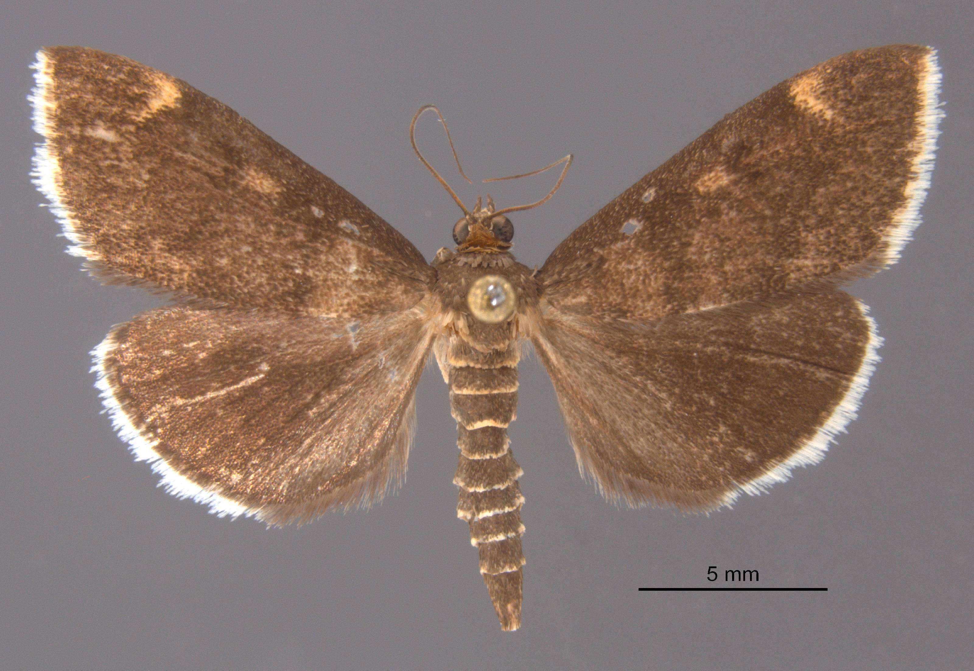 Image of White-fringed Pyrausta Moth