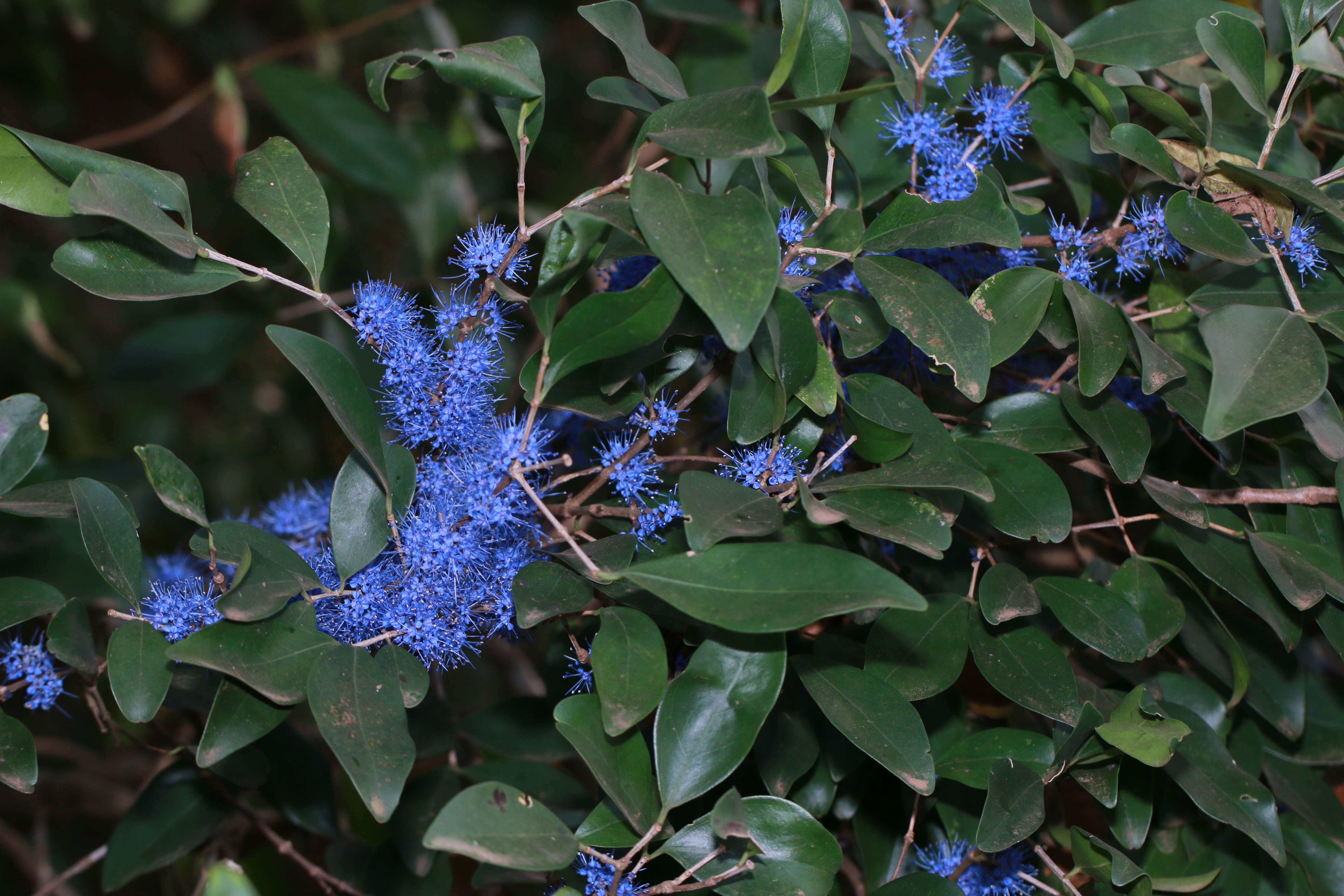 Image of Memecylon umbellatum Burm. fil.