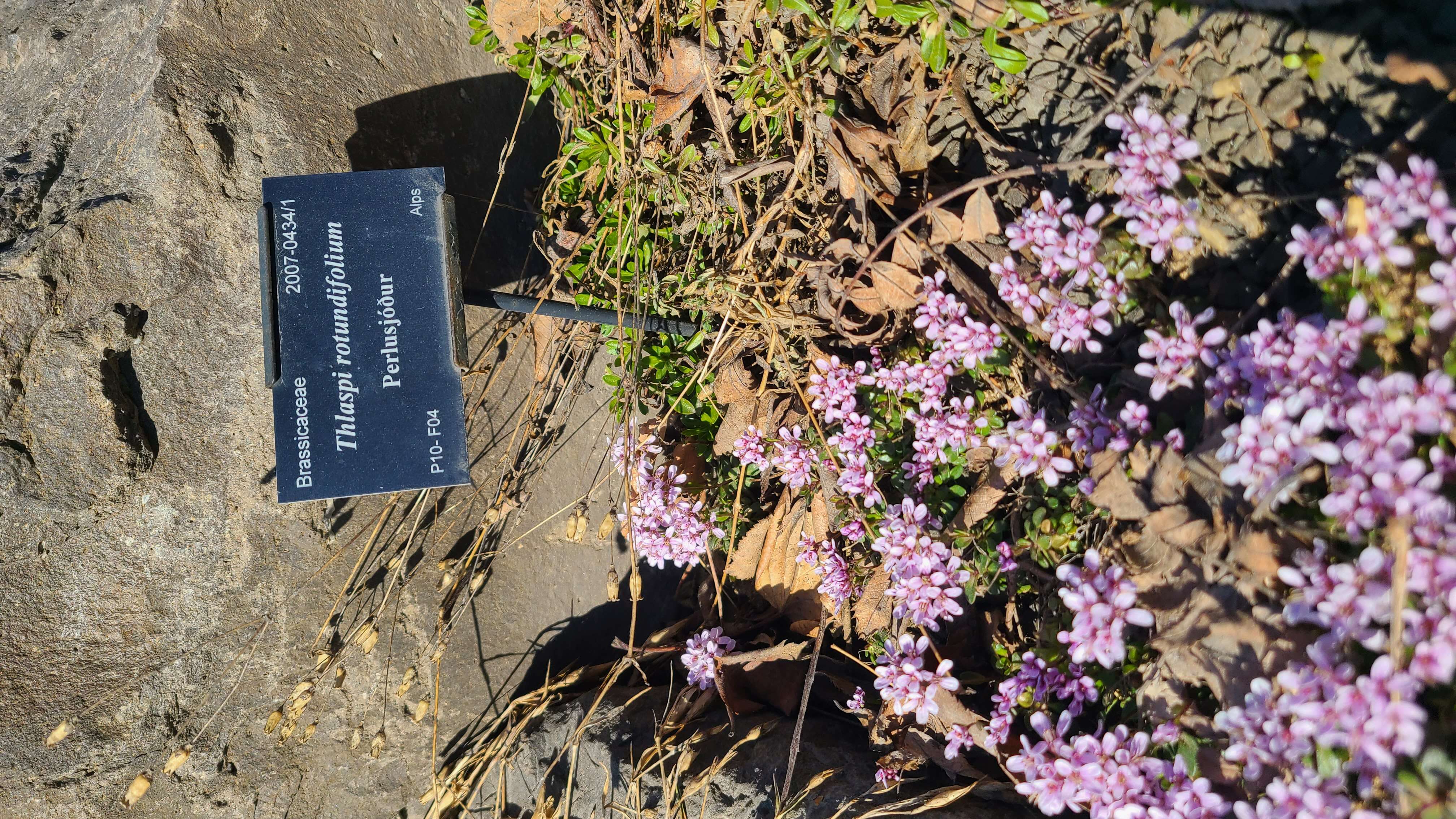 Imagem de Noccaea rotundifolia (L.) Moench