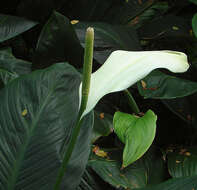 Image of Anthurium bonplandii G. S. Bunting