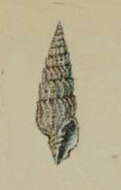 Image of Vexillum castum (H. Adams 1872)