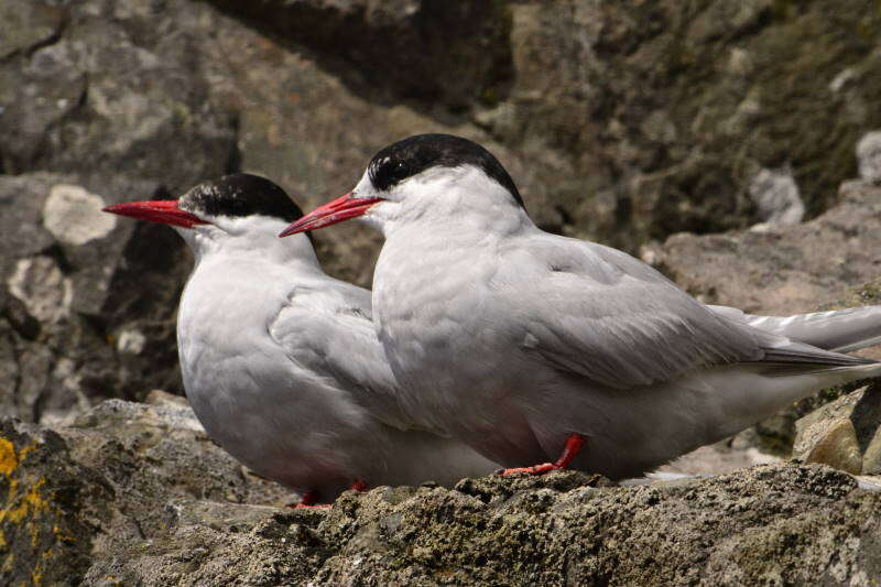 Image of Antarctic Tern