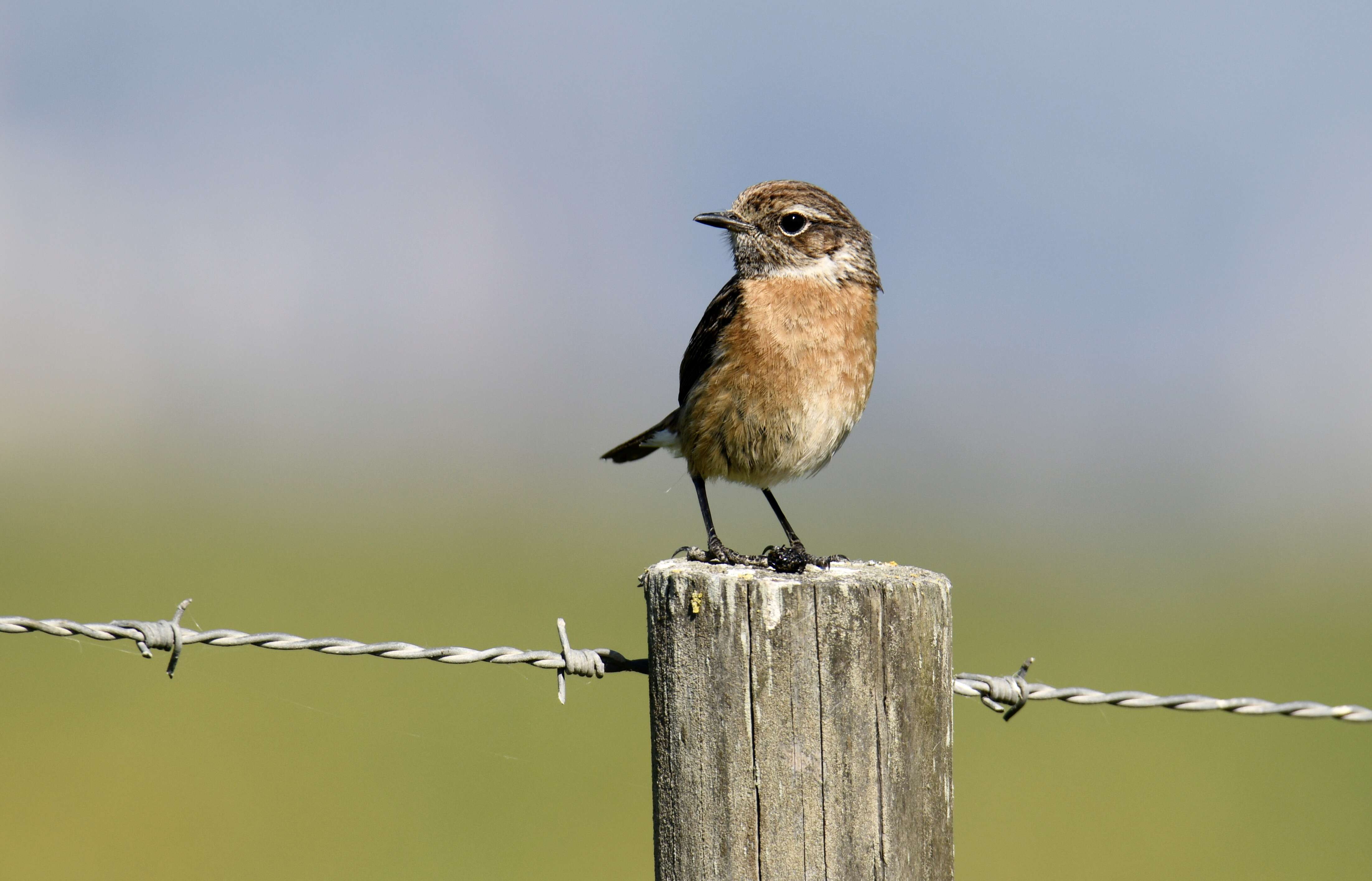 Image of African Stonechat