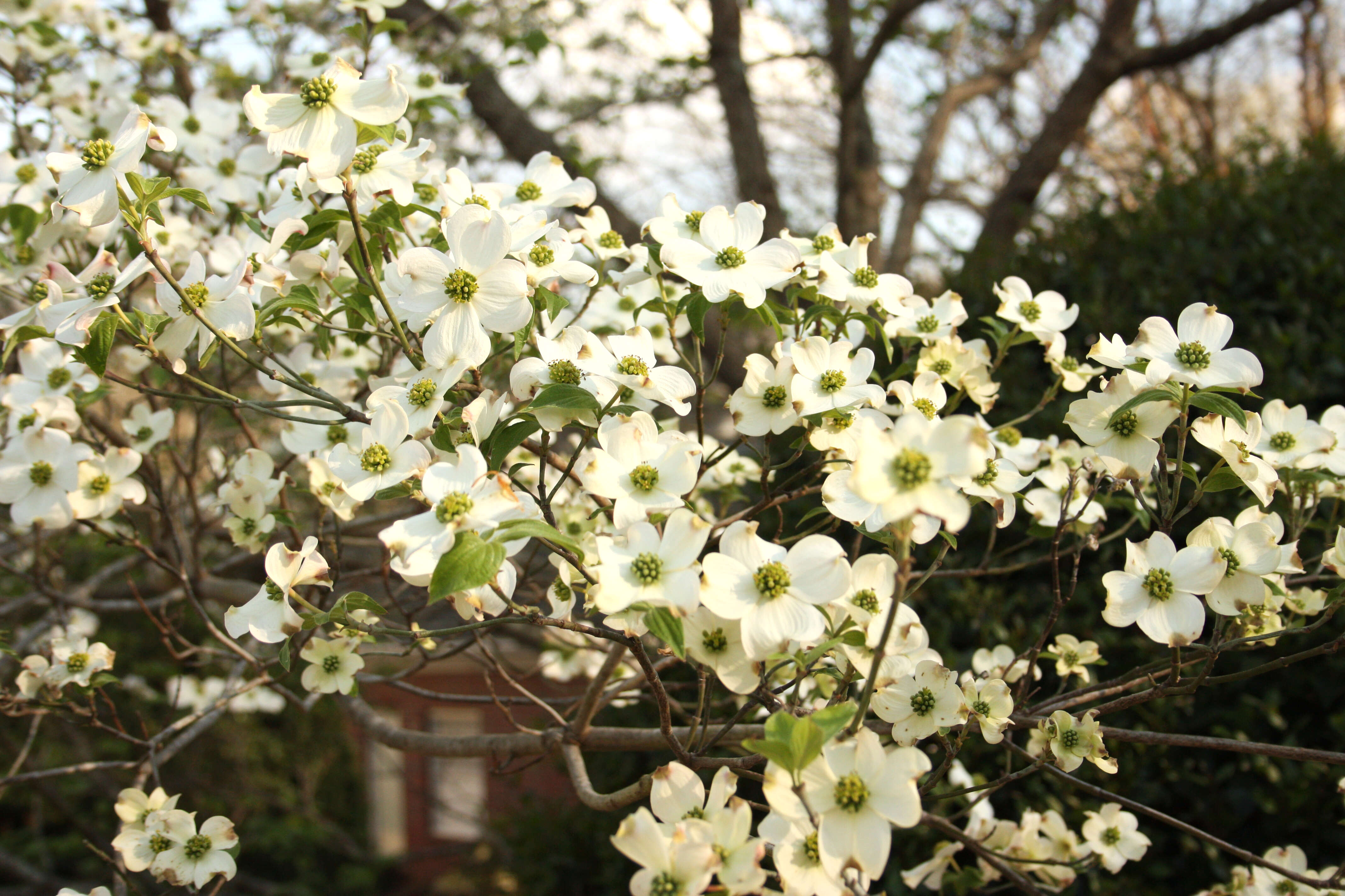 Image of flowering dogwood