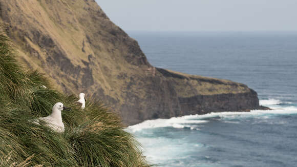 Image of Indian Yellow-nosed Albatross