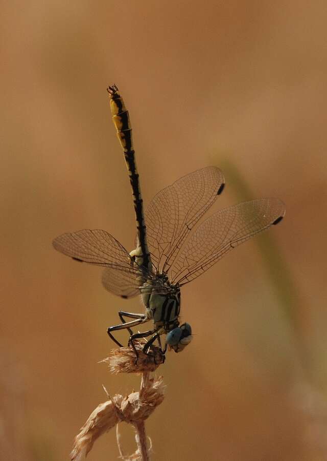 Image of Turkish Clubtail