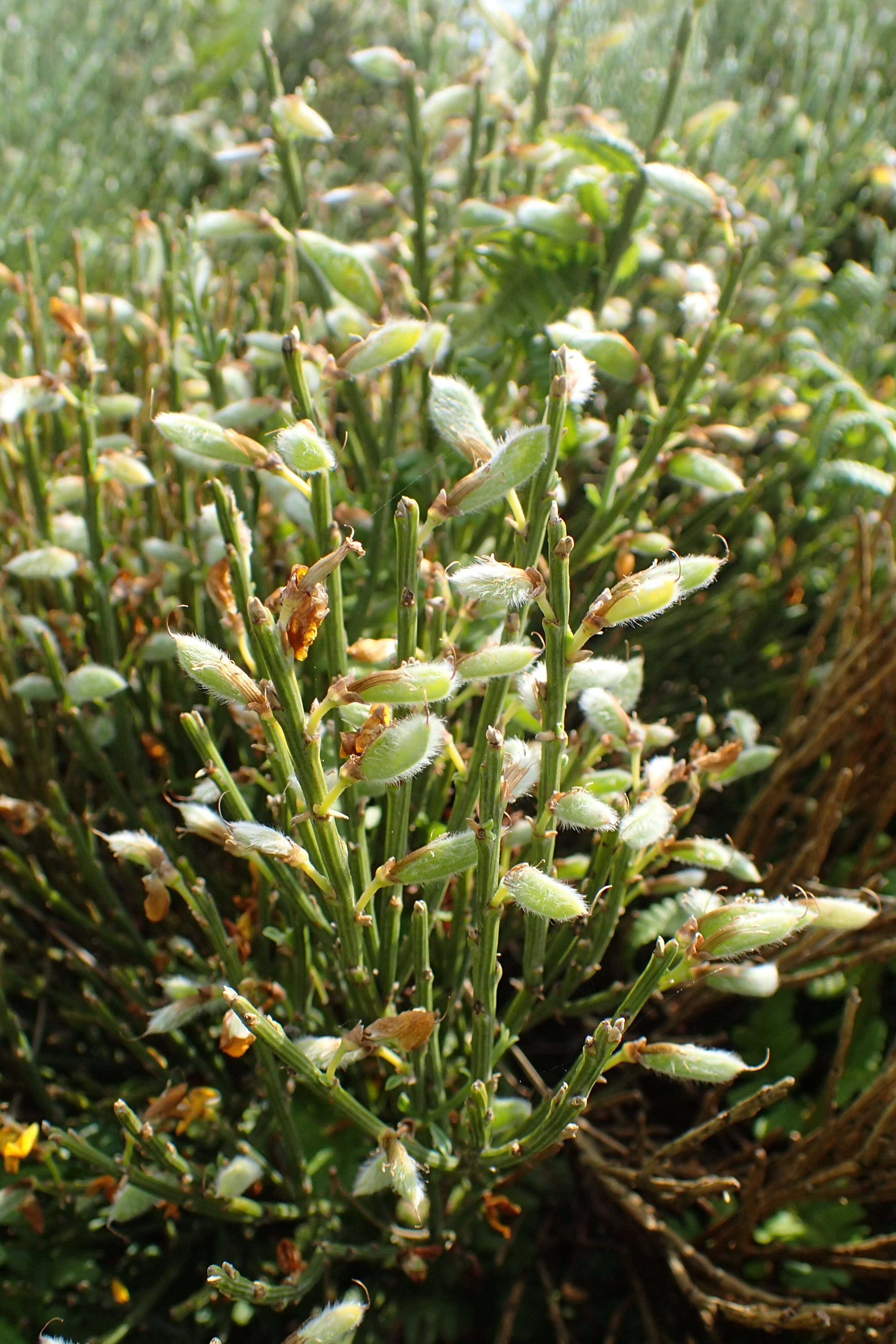 Image of Cytisus oromediterraneus